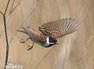 Emberiza schoeniclus