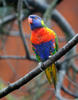 EN Swaison's Lorikeet