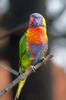 EN Swaison's Lorikeet