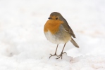 Erithacus rubecula