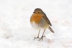 Erithacus rubecula