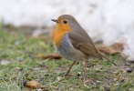 Erithacus rubecula