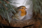 Erithacus rubecula