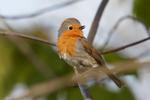 Erithacus rubecula