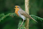 Erithacus rubecula