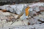 Erithacus rubecula