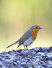 Erithacus rubecula