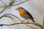 Erithacus rubecula