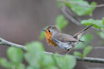 Erithacus rubecula