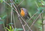 Erithacus rubecula