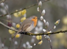 Erithacus rubecula