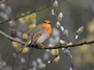 Erithacus rubecula