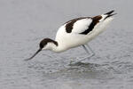 Eurasian Avocet