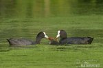 Eurasian Coot