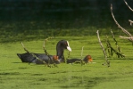 Eurasian Coot