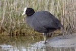 Eurasian Coot