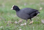 Eurasian Coot