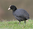 Eurasian Coot