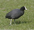 Eurasian Coot