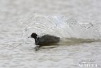 Eurasian Coot