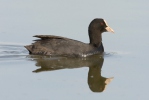 Eurasian Coot