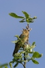 Eurasian River Warbler