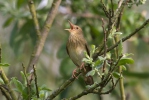 Eurasian River Warbler