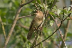 Eurasian River Warbler