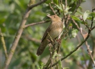 Eurasian River Warbler