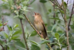 Eurasian River Warbler