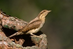 Eurasian Wryneck