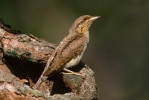 Eurasian Wryneck