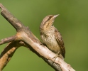 Eurasian Wryneck