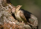 Eurasian Wryneck