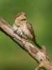 Eurasian Wryneck