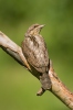 Eurasian Wryneck