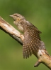 Eurasian Wryneck