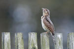 Eurasian Wryneck