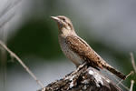 Eurasian Wryneck