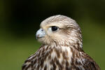 Falco cherrug