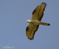 Falco pecchiaiolo occidentale