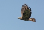 Falco pecchiaiolo occidentale