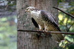 Falco pecchiaiolo occidentale