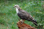 Falco pecchiaiolo occidentale