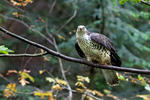 Falco pecchiaiolo occidentale