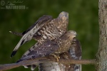 Falco pecchiaiolo occidentale