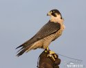 Falco peregrinus