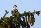 Falco subbuteo