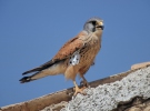 Falco tinnunculus