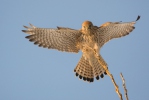 Falco tinnunculus